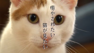 セルフ猫じゃらし ひとり遊びが得意なネコ