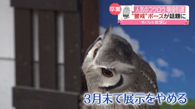 人気のフクロウ引退 警戒 ポーズが話題に