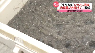 湘南名産 シラス漁獲量が大幅減 ナゼ